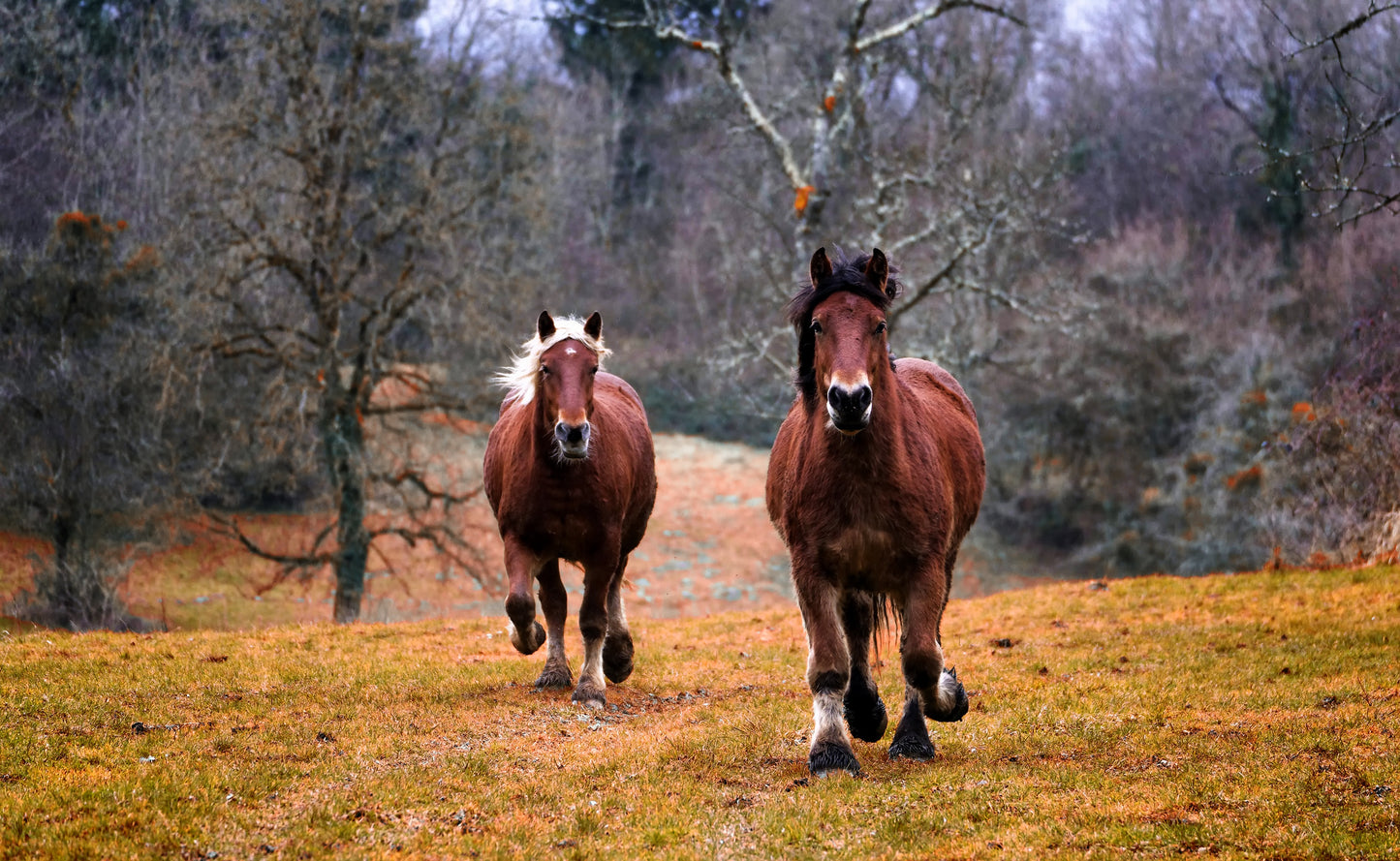 Running Brown Wild Horses Photograph Print 100% Australian Made