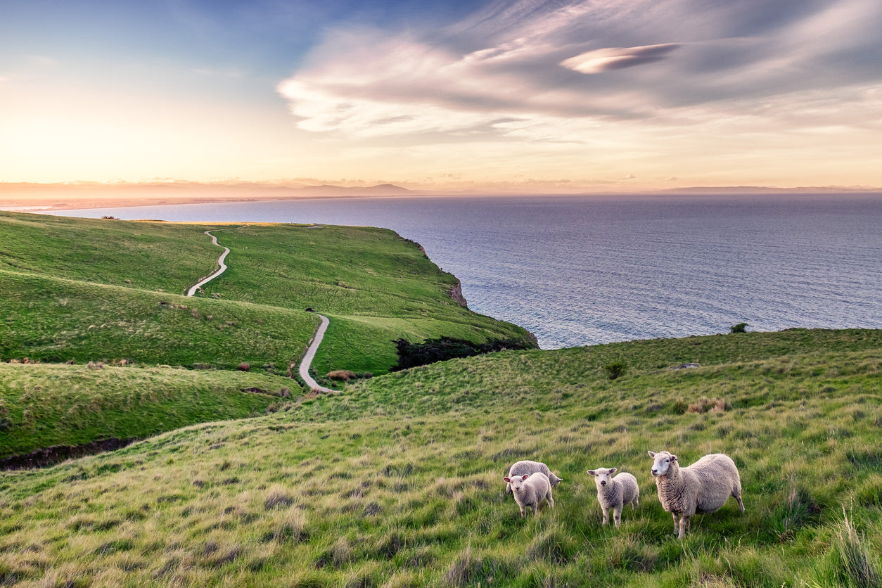 Sheeps on Meadow View Photograph Print 100% Australian Made