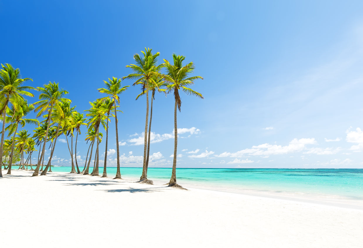 Palm Trees Near Sea Scenery View Home Decor Premium Quality Poster Print Choose Your Sizes