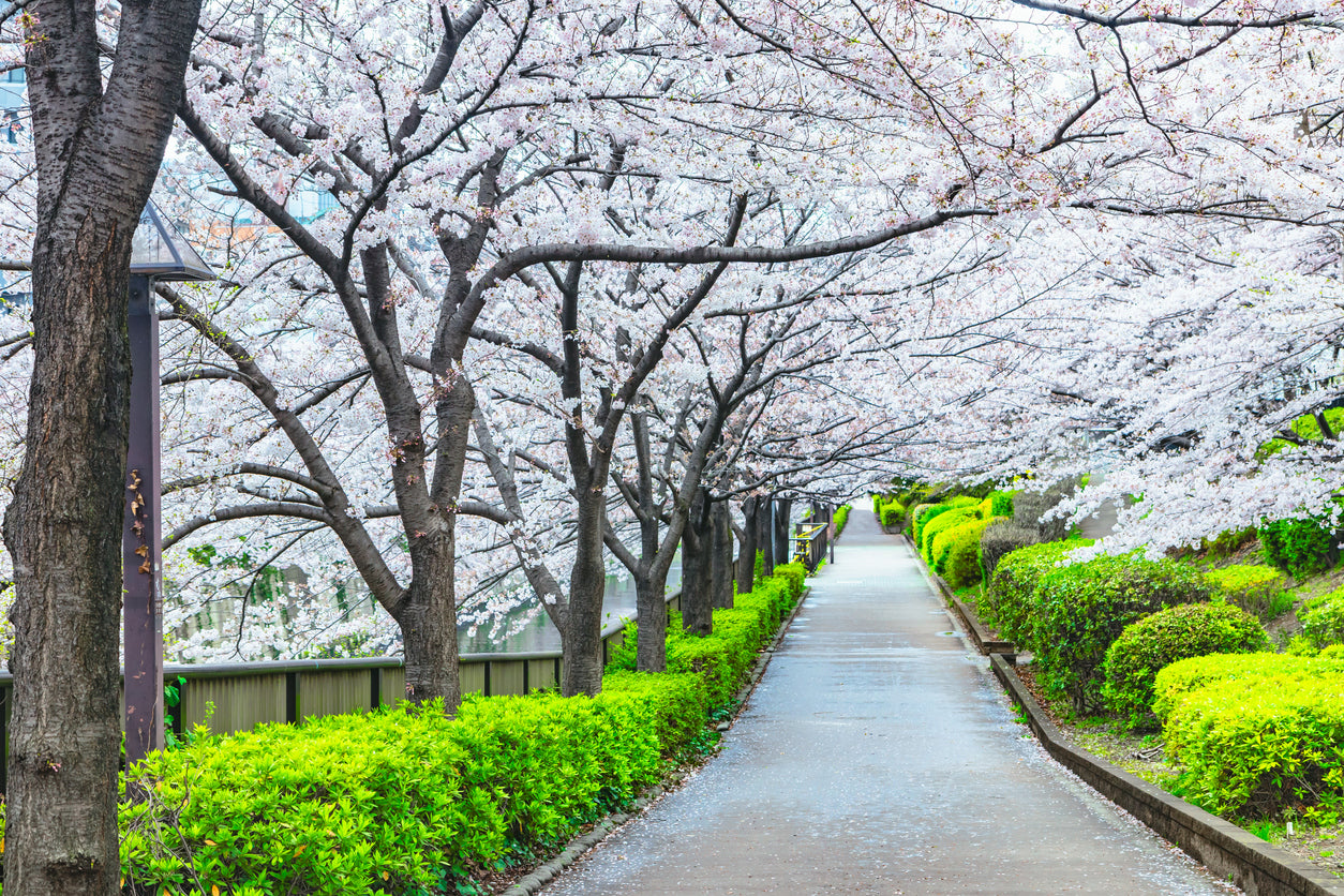 Blossom Trees Along the Road View Home Decor Premium Quality Poster Print Choose Your Sizes