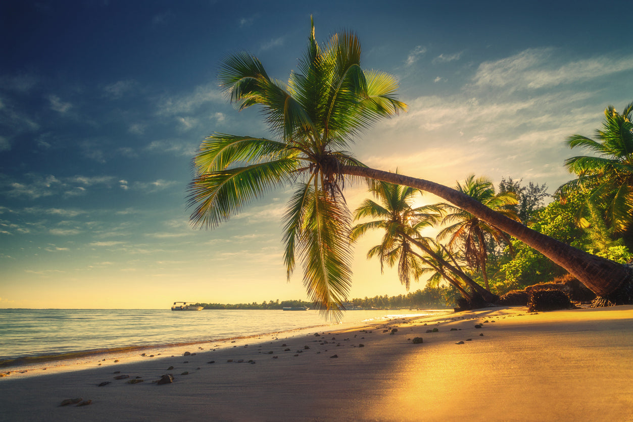 Palm Trees on Beach Photograph Home Decor Premium Quality Poster Print Choose Your Sizes