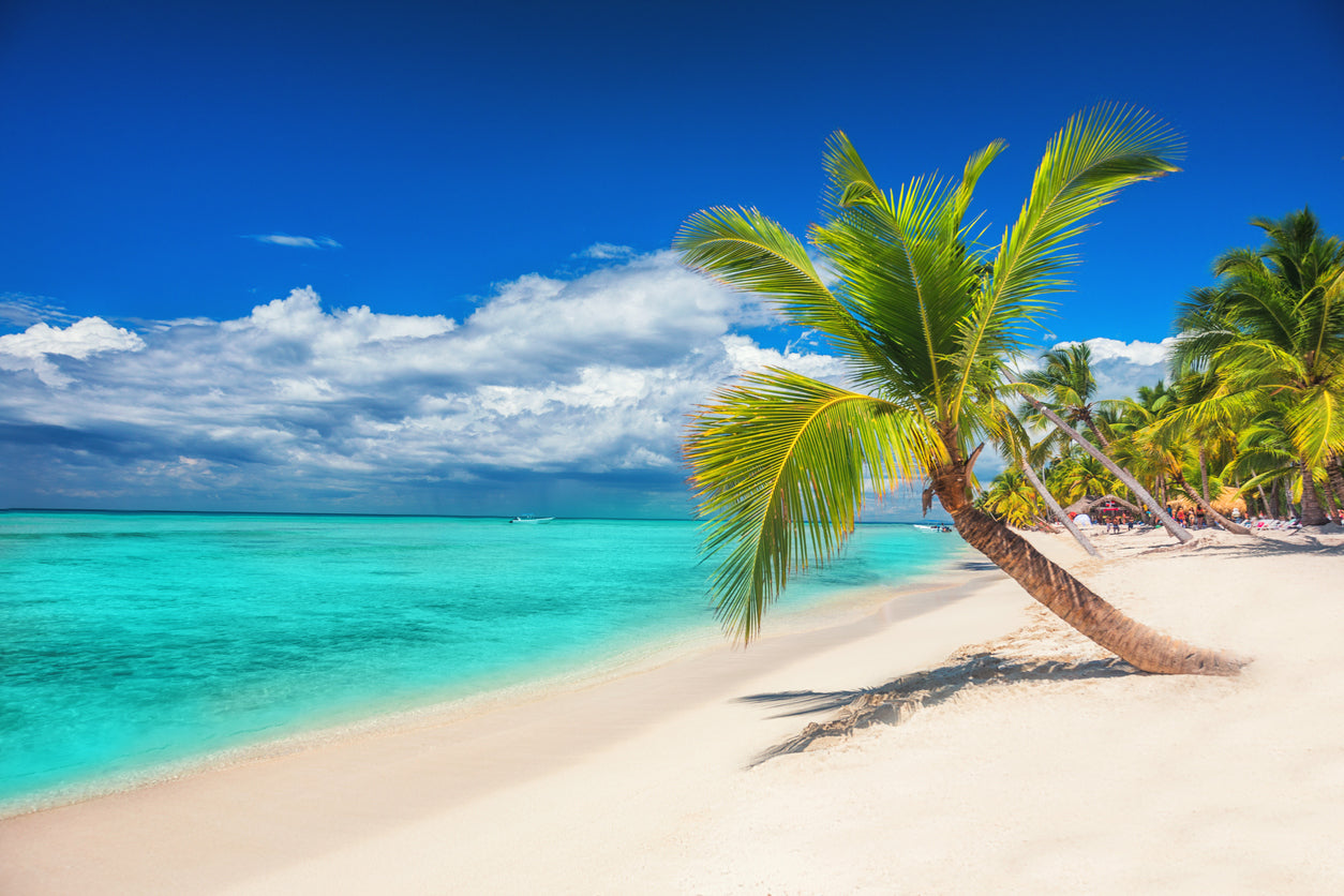 Palm Tree Near Sea Photograph Print 100% Australian Made