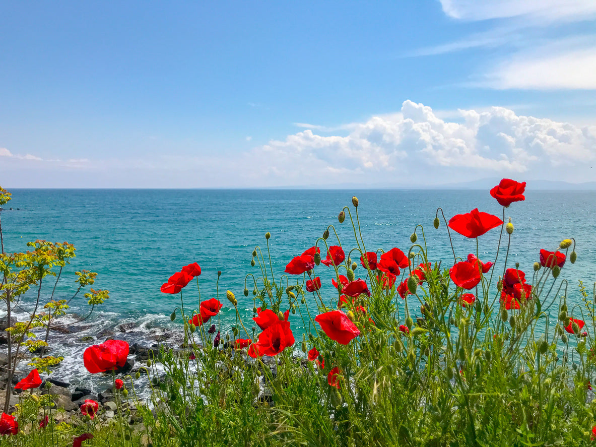 Flower Field Near Sea Photograph Home Decor Premium Quality Poster Print Choose Your Sizes