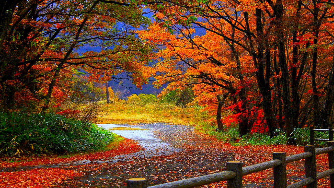 Autumn Tree Forest Road Scenery Home Decor Premium Quality Poster Print Choose Your Sizes