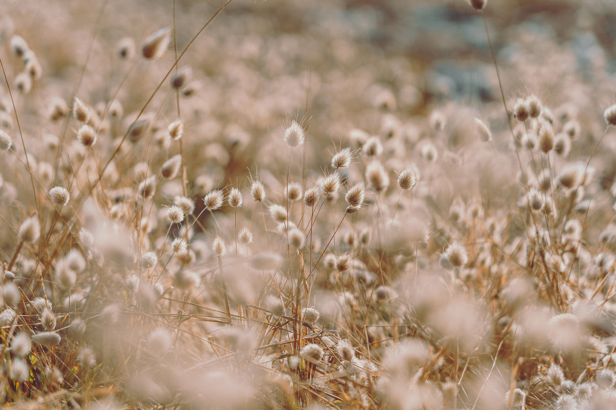 Dry Grass Closeup Photograph Print 100% Australian Made