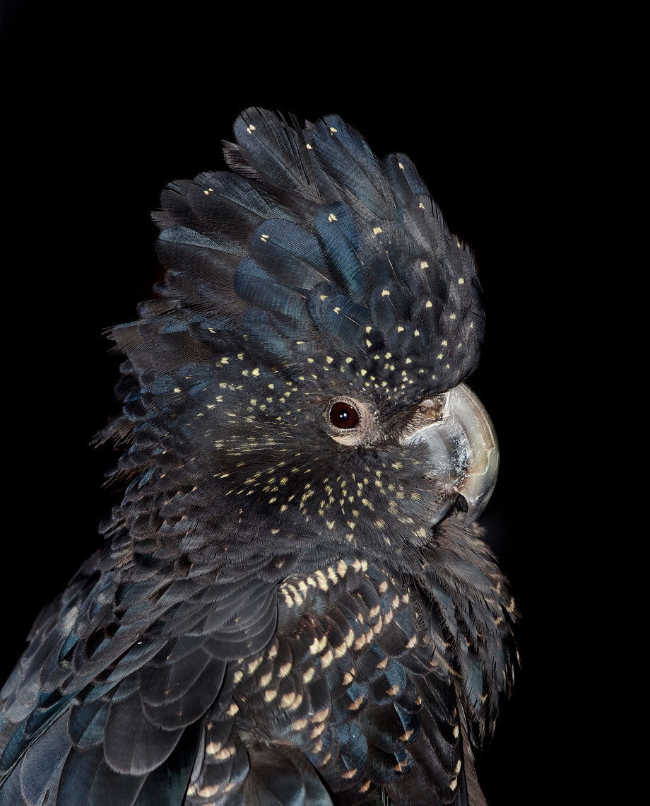 Black & Gold Parrot Portrait View Home Decor Premium Quality Poster Print Choose Your Sizes