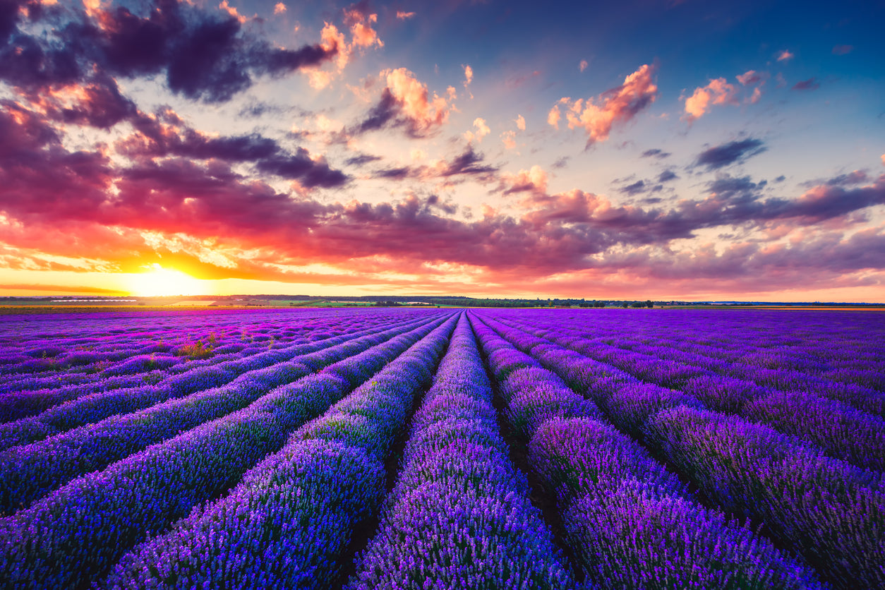 Lavender Field Scenery Photograph Home Decor Premium Quality Poster Print Choose Your Sizes