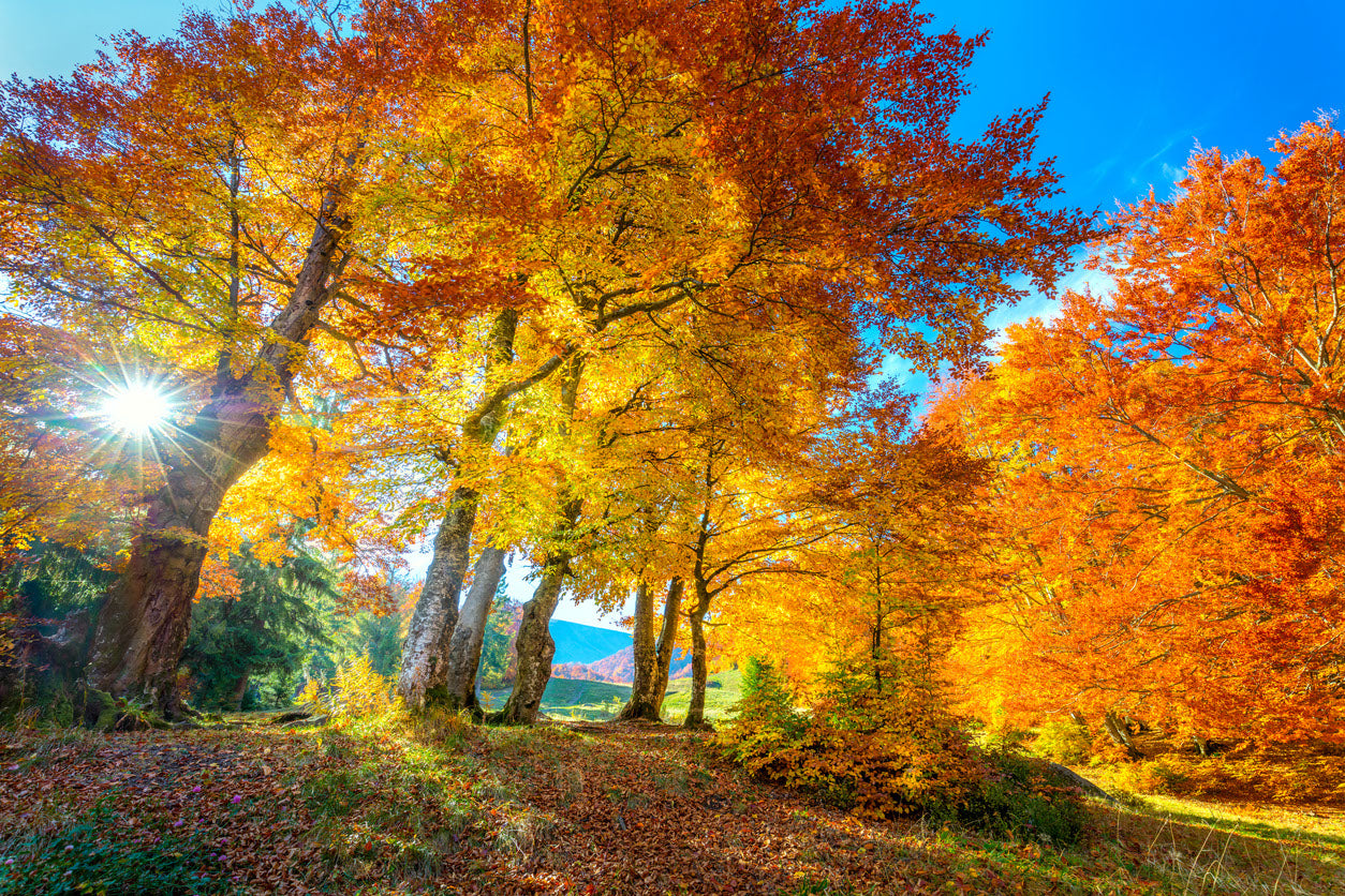 Autumn Forest Scenery Photograph Print 100% Australian Made