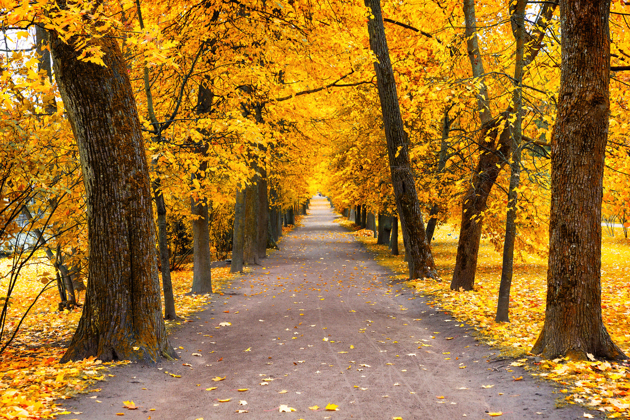 Road in Autumn Forest Photograph Print 100% Australian Made