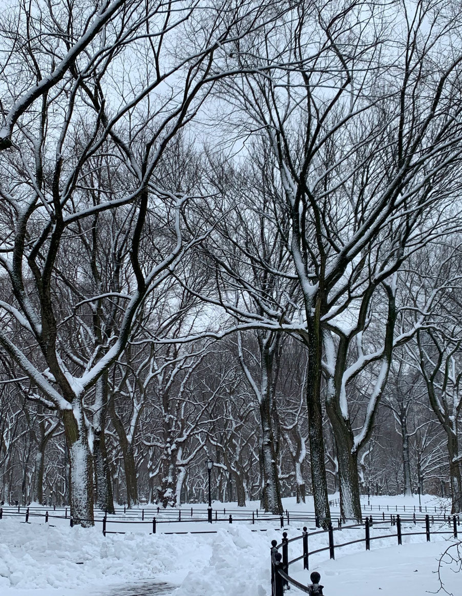 Snow Covered Forest Photograph Print 100% Australian Made
