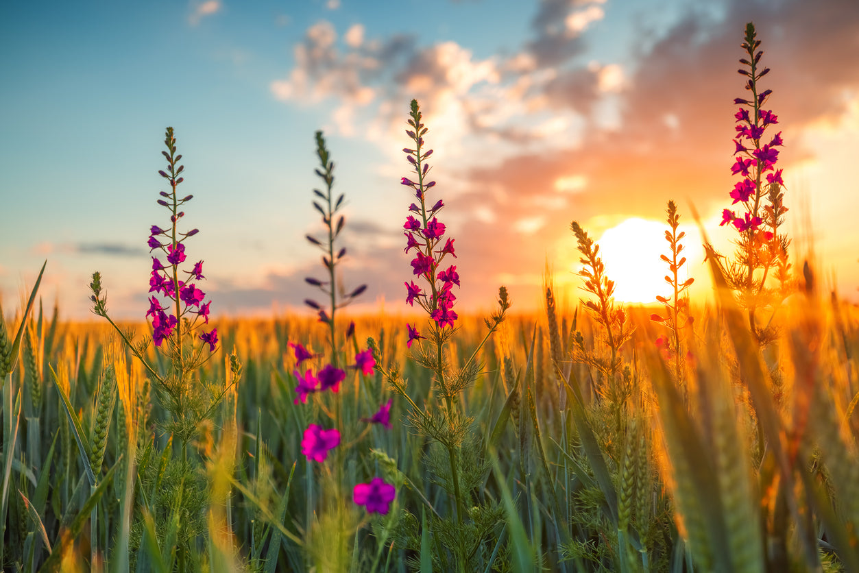 Flower Field Sunset Scenery View Home Decor Premium Quality Poster Print Choose Your Sizes