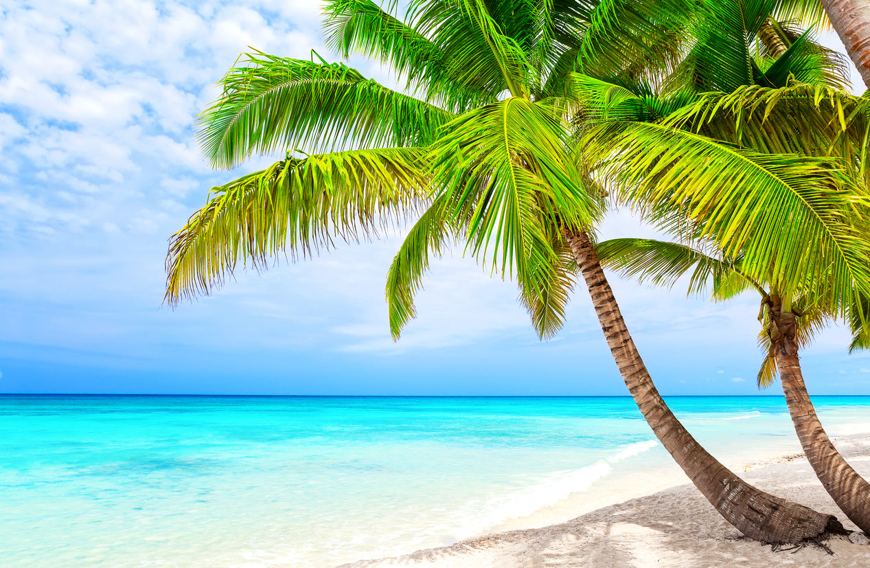 Palm Trees Near Sea Photograph Home Decor Premium Quality Poster Print Choose Your Sizes