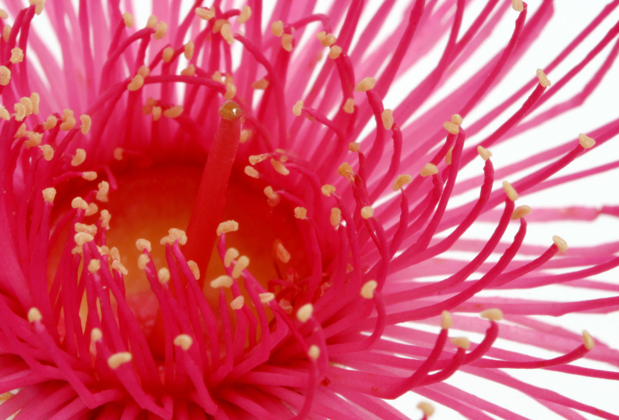 Red Flower Macro Photograph Home Decor Premium Quality Poster Print Choose Your Sizes