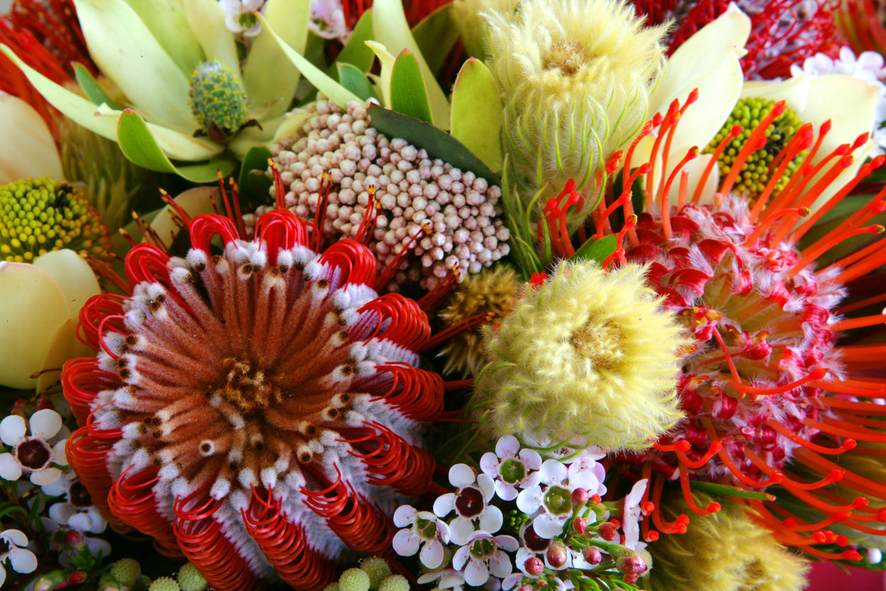 Flowers Closeup Photograph Home Decor Premium Quality Poster Print Choose Your Sizes