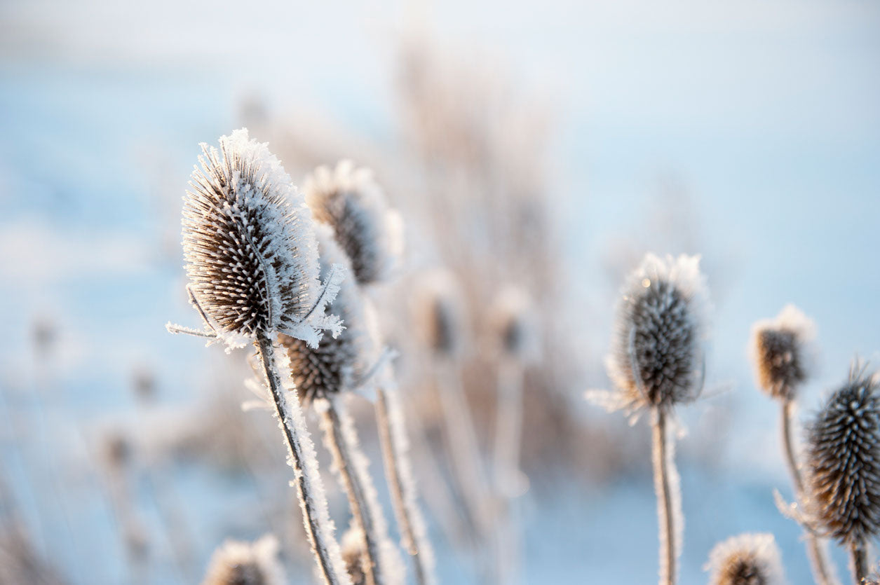 Dry Grass Flower Macro Photograph Home Decor Premium Quality Poster Print Choose Your Sizes