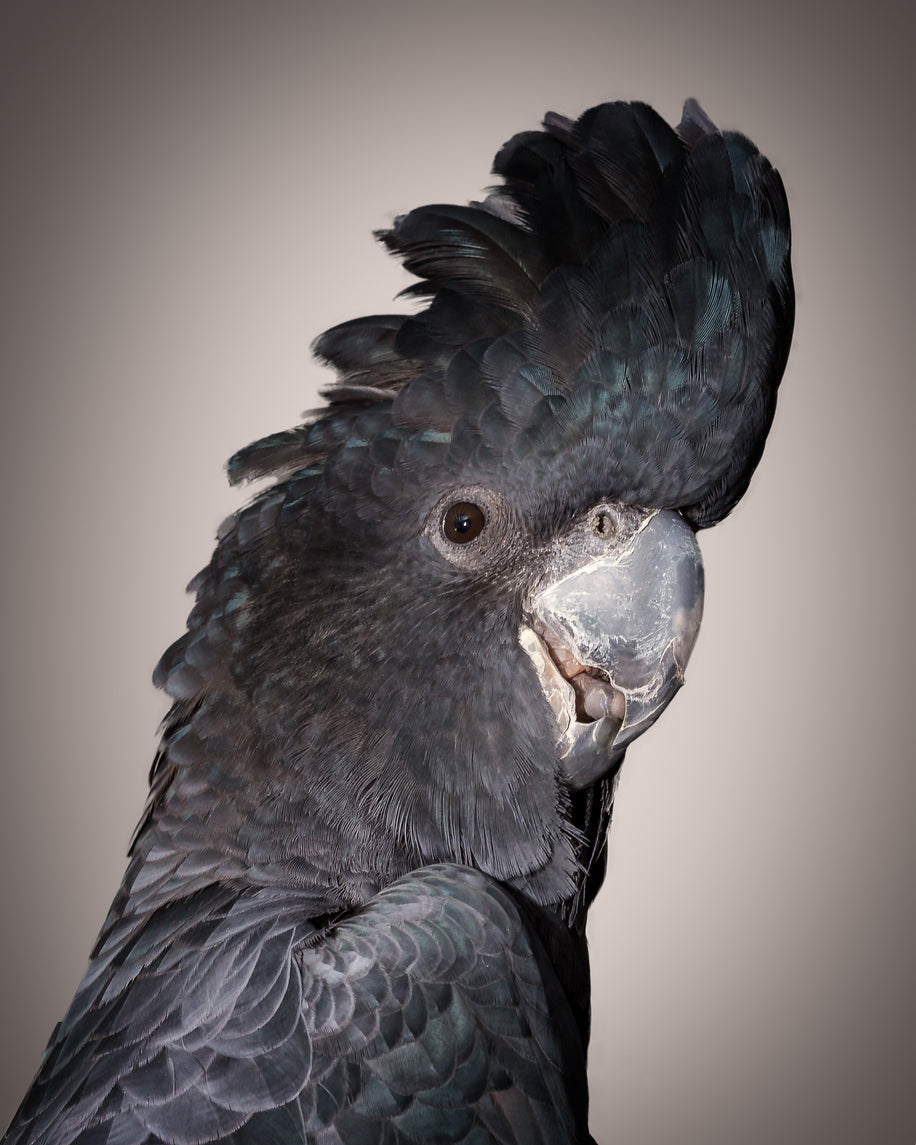 Macaw Bird Portrait Photograph Print 100% Australian Made