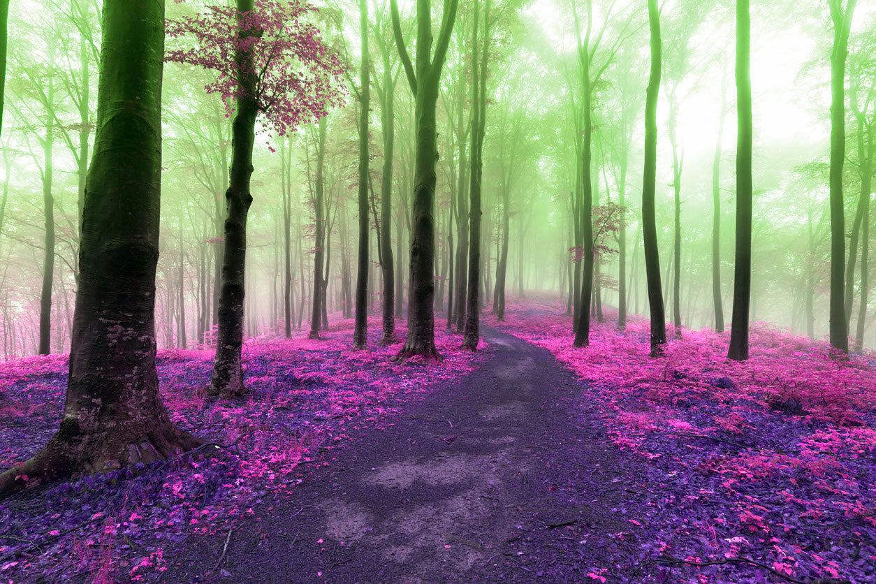 Misty Forest Scenery Photograph Print 100% Australian Made