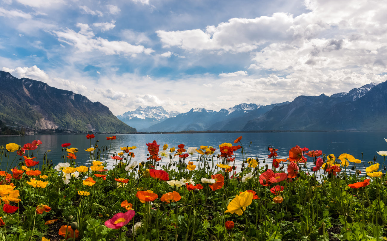 Flower Field Near Lake Photograph Home Decor Premium Quality Poster Print Choose Your Sizes