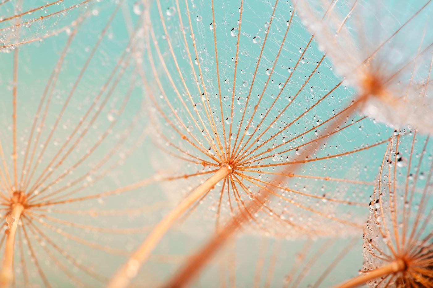 Dandelion Flowers with WaterDrops Home Decor Premium Quality Poster Print Choose Your Sizes