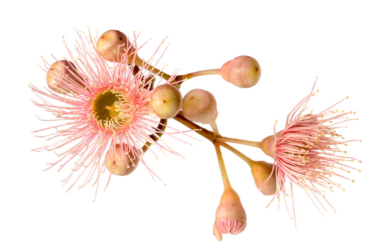 Pink Flowers Closeup Photograph Home Decor Premium Quality Poster Print Choose Your Sizes