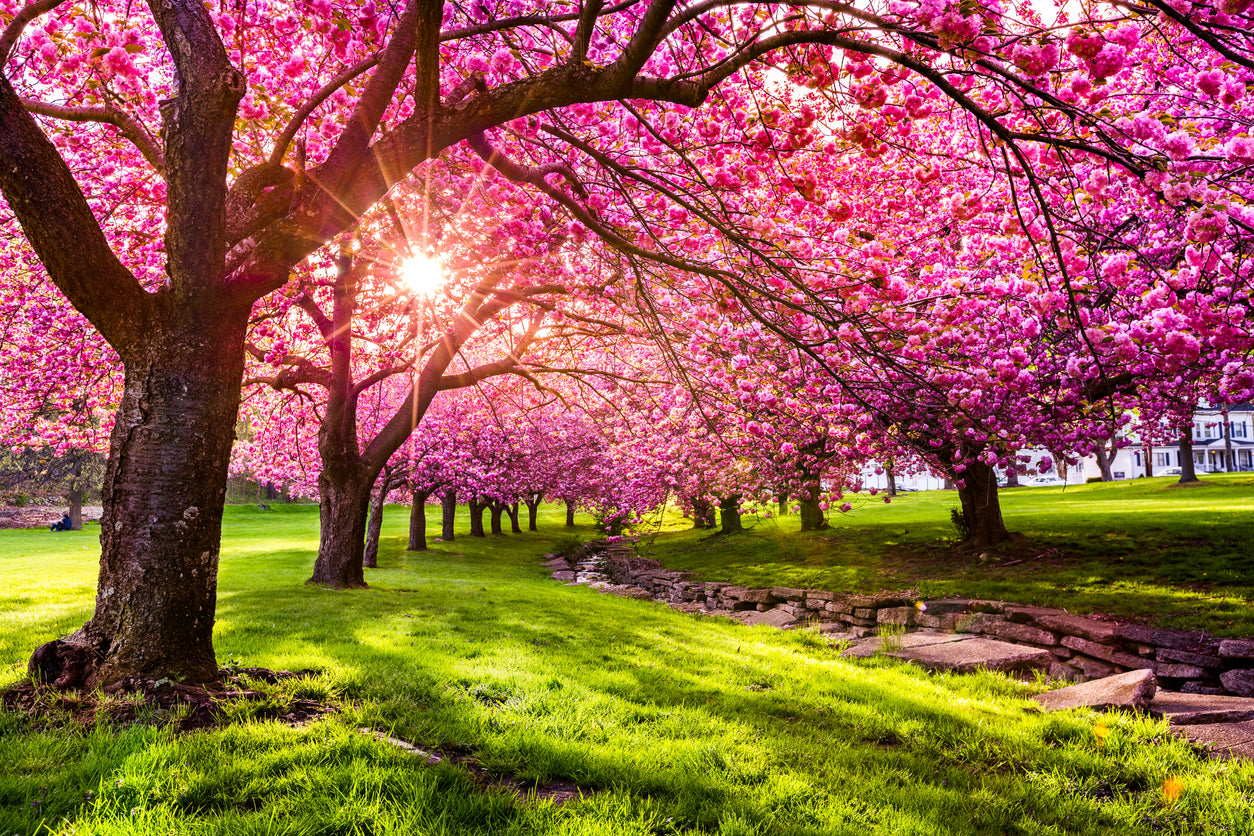 Blossom Trees Park Scenery View Print 100% Australian Made