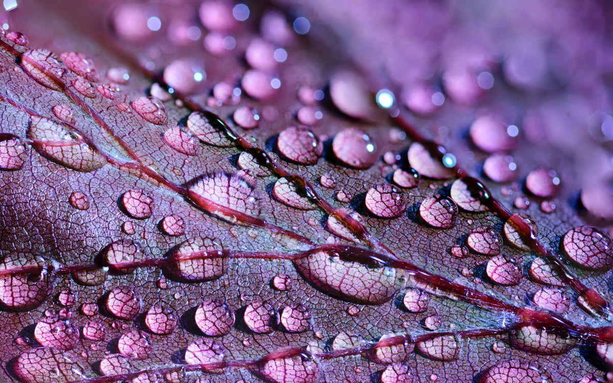 Waterdrops on Leaf Closeup View Print 100% Australian Made