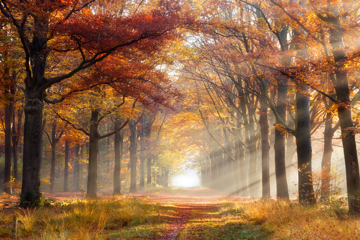 Autumn Forest Sunray Photograph Home Decor Premium Quality Poster Print Choose Your Sizes