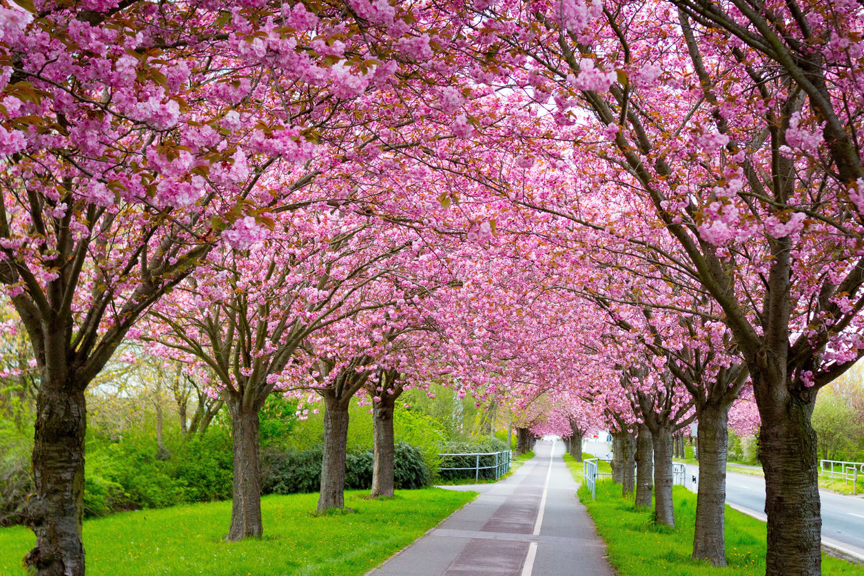 Blossom Trees Along the Road View Home Decor Premium Quality Poster Print Choose Your Sizes