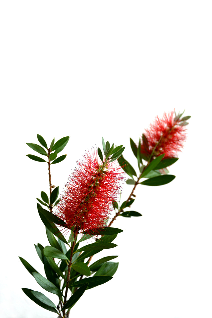 Red Flowers Closeup Photograph Home Decor Premium Quality Poster Print Choose Your Sizes
