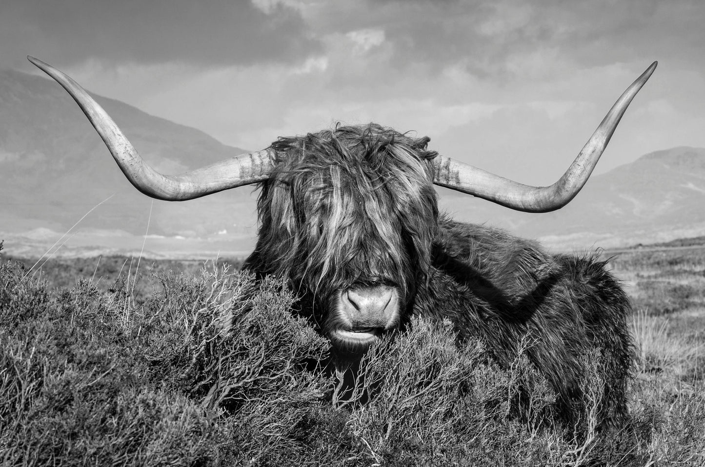 Highland Cow on Grass B&W Print 100% Australian Made
