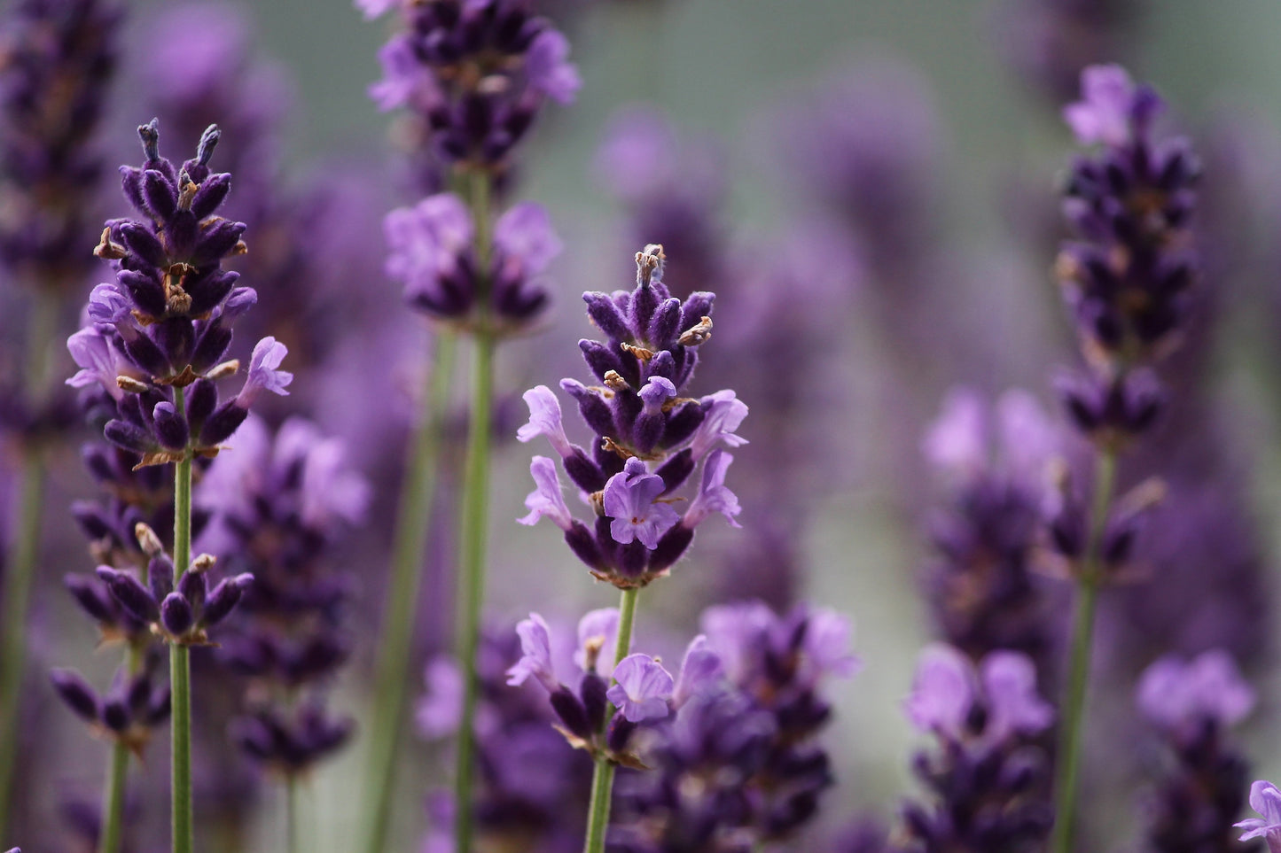 Lavender Field Closeup Photograph Print 100% Australian Made