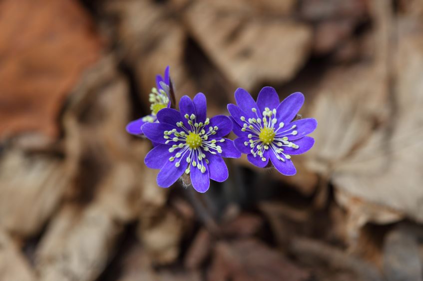 Liverwort Flower Closeup Photograph Print 100% Australian Made