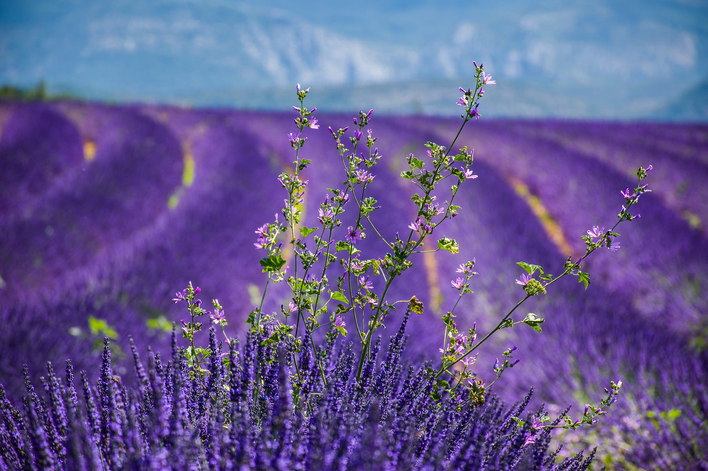 Lavender Field Scenery Photograph Home Decor Premium Quality Poster Print Choose Your Sizes