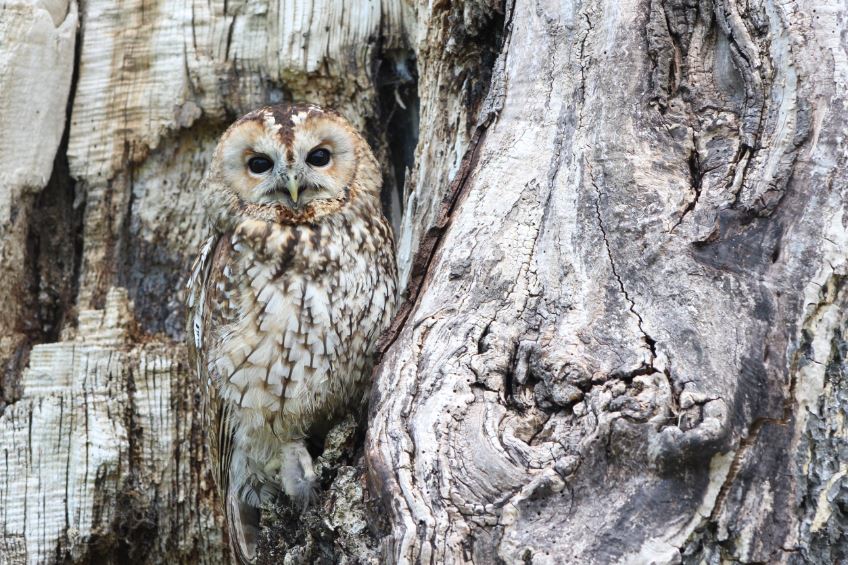 Grey Owl on a Tree Photograph Print 100% Australian Made