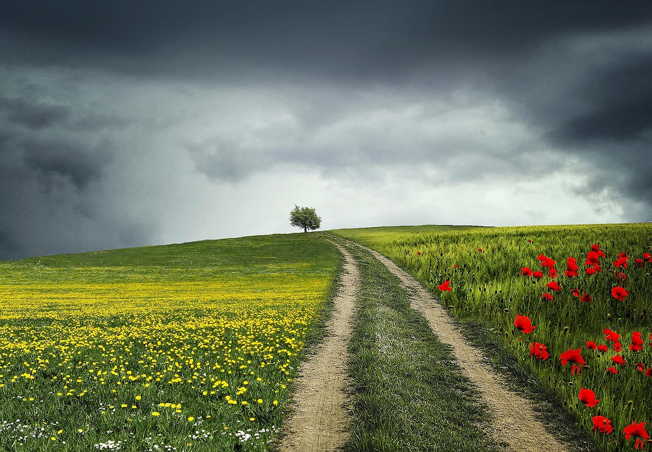 Flower Field Scenery Photograph Print 100% Australian Made