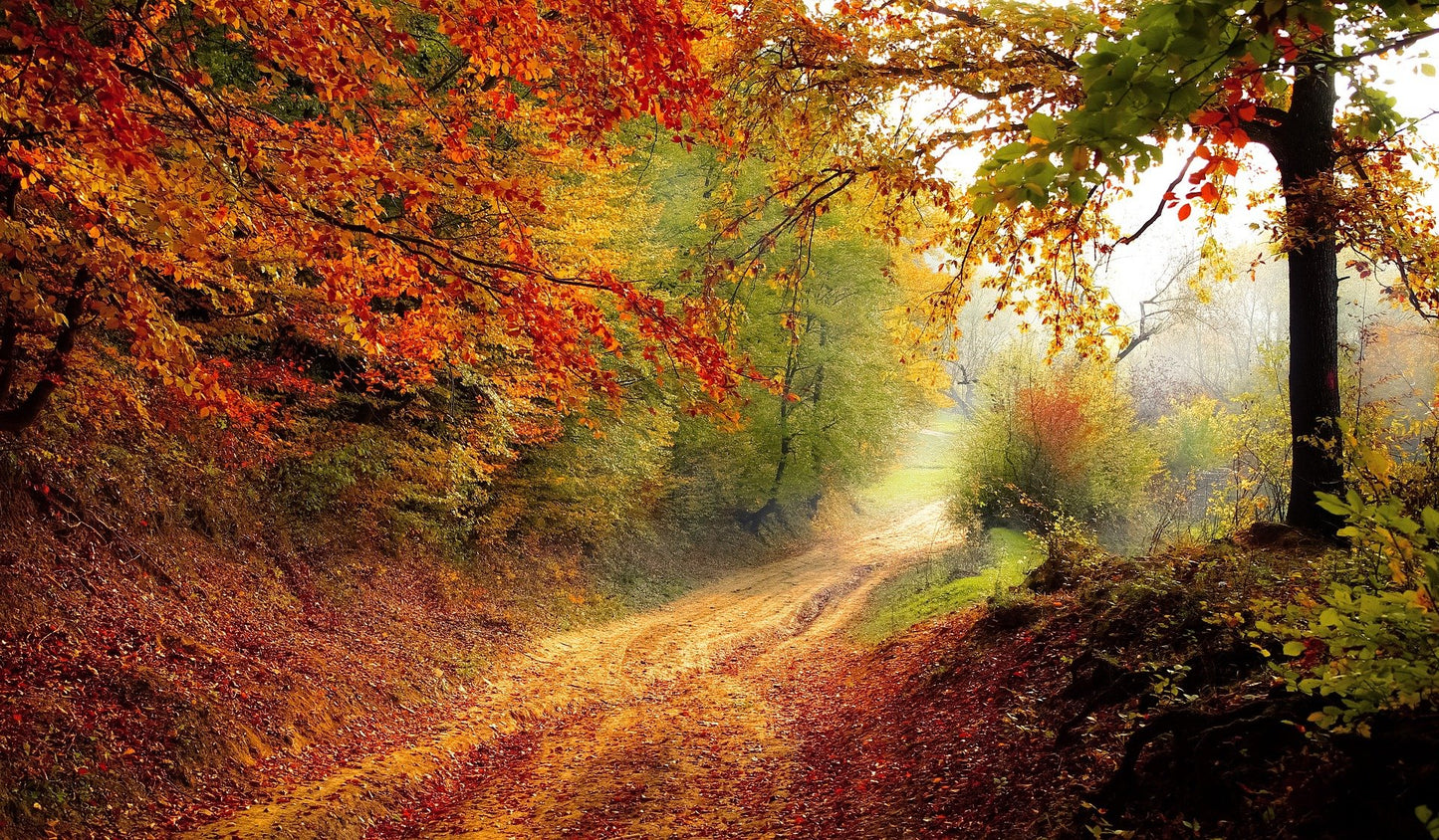 Autumn Forest Scenery Photograph Home Decor Premium Quality Poster Print Choose Your Sizes