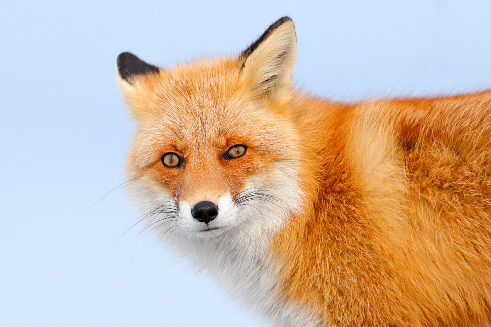 Beautiful Fox Portrait Photograph Print 100% Australian Made