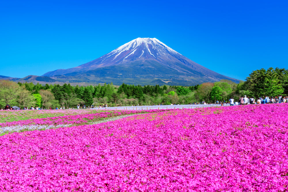 Pink Flower Field & Mountain Scenery Photograph Print 100% Australian Made