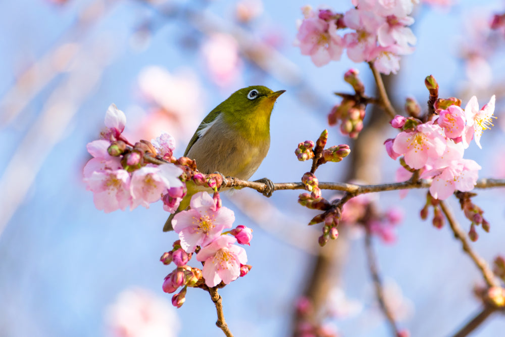 Bird Sitting on Blossom Tree Photograph Print 100% Australian Made