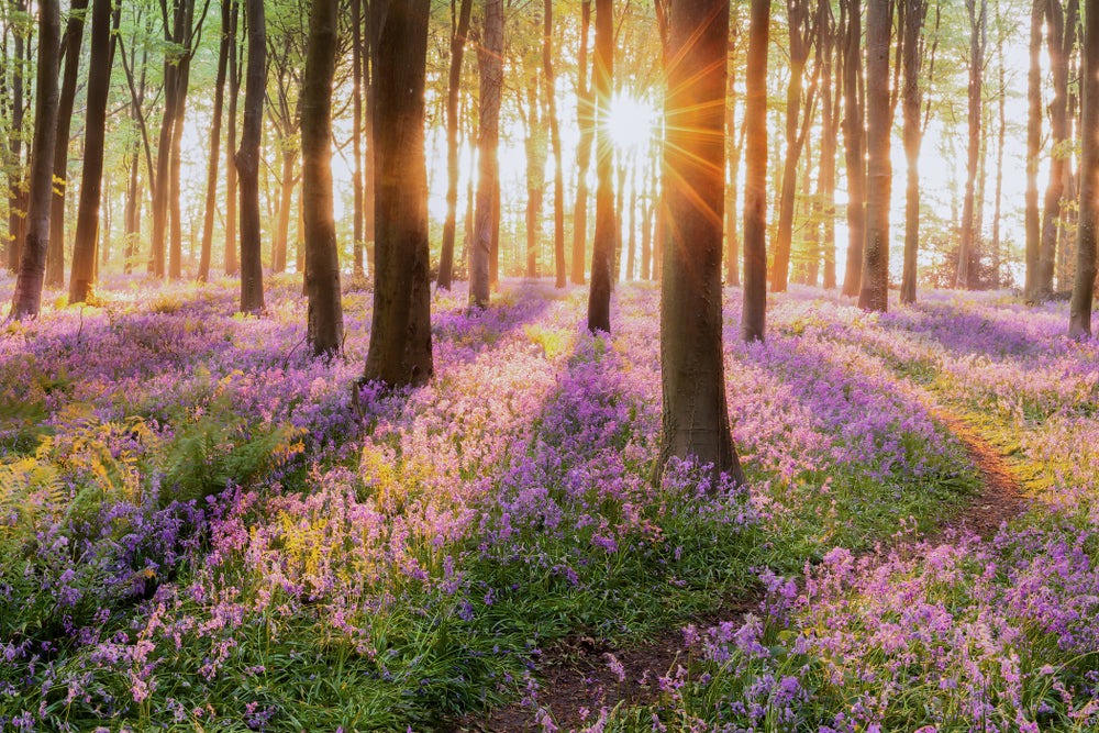 Sunrays in Forest Photograph Home Decor Premium Quality Poster Print Choose Your Sizes