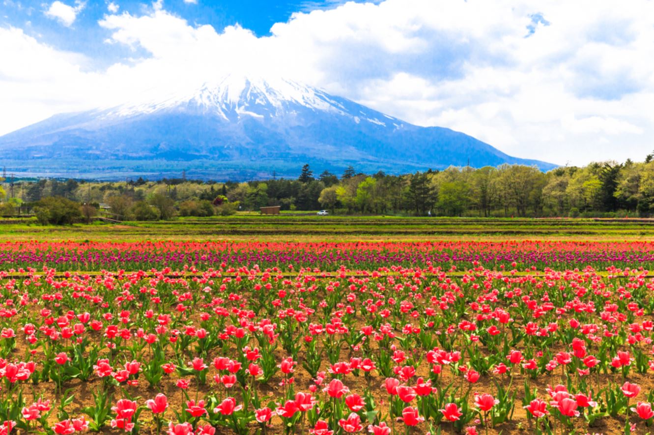 Floral Field Scenery Photograph Print 100% Australian Made