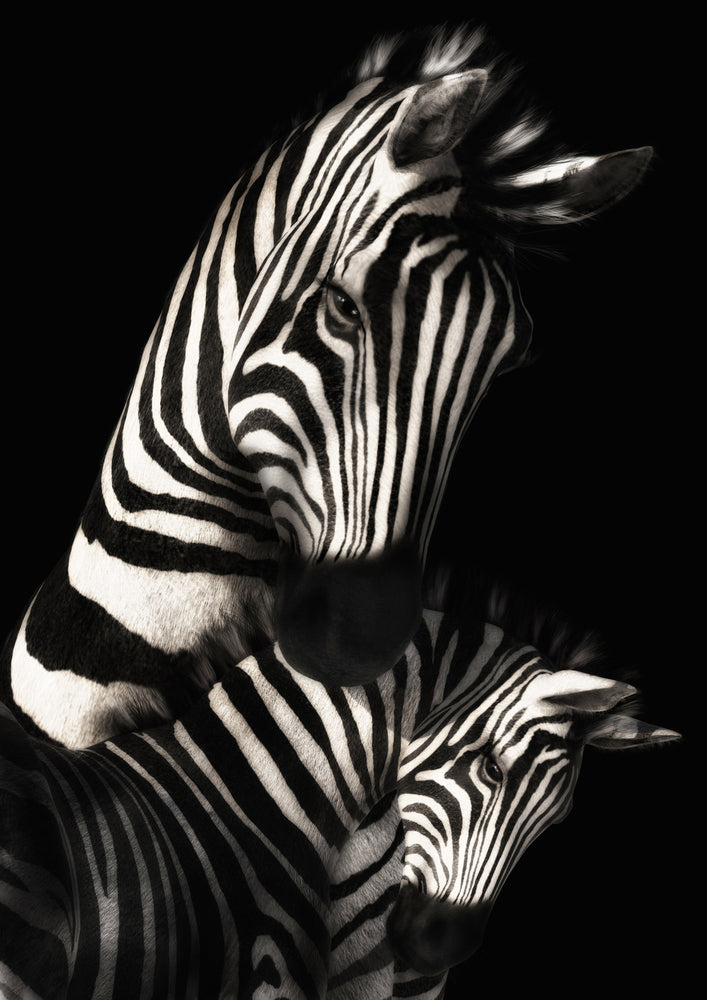 Zebra & Baby Colt B&W Photograph Print 100% Australian Made