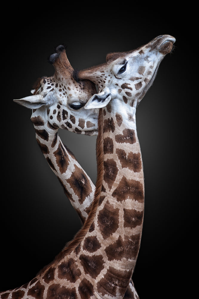Giraffes Portrait Photograph Print 100% Australian Made