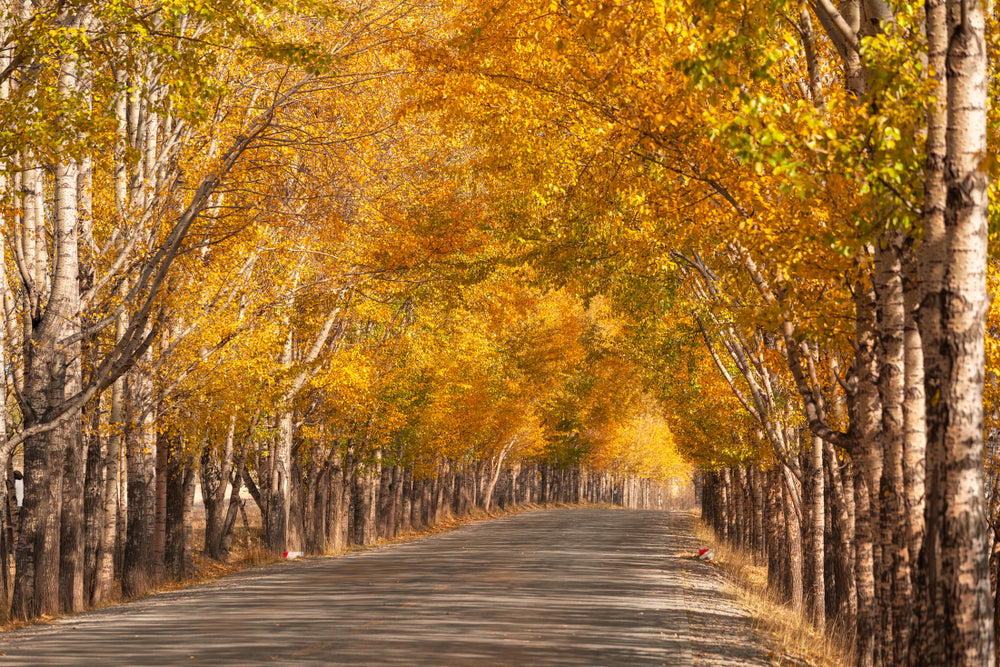 Road in Autumn Forest Photograph Home Decor Premium Quality Poster Print Choose Your Sizes