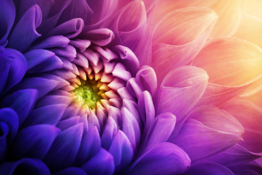 Pink & Purple Flower Painting Print 100% Australian Made