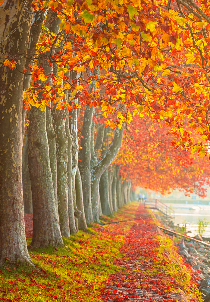 Autumn Tree Row Along the Road Home Decor Premium Quality Poster Print Choose Your Sizes