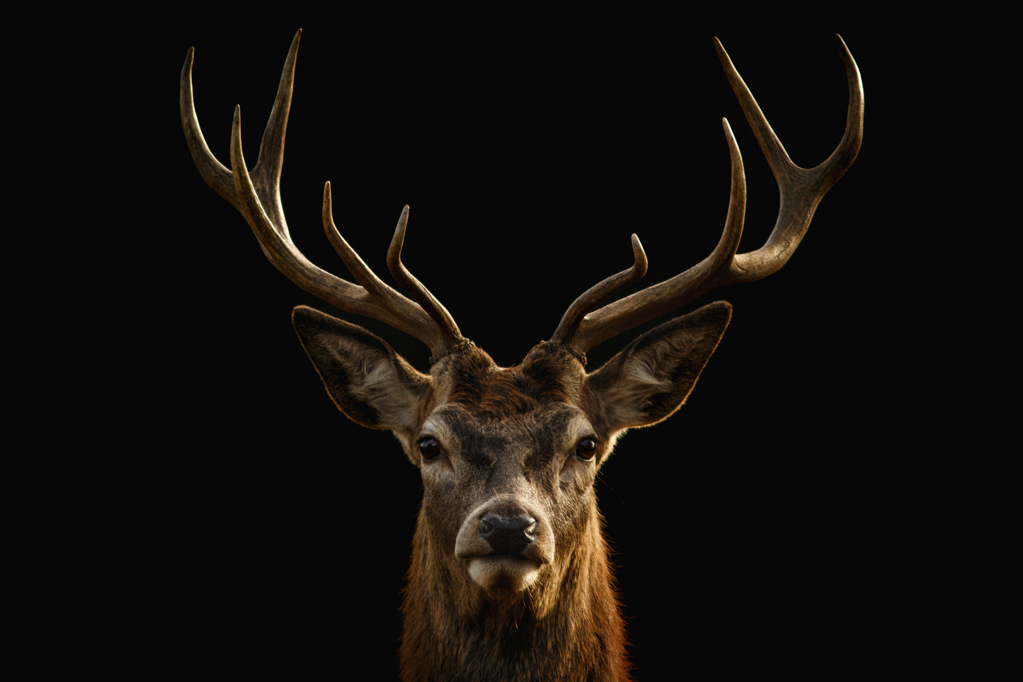 Deer with Antler Portrait Photograph Print 100% Australian Made
