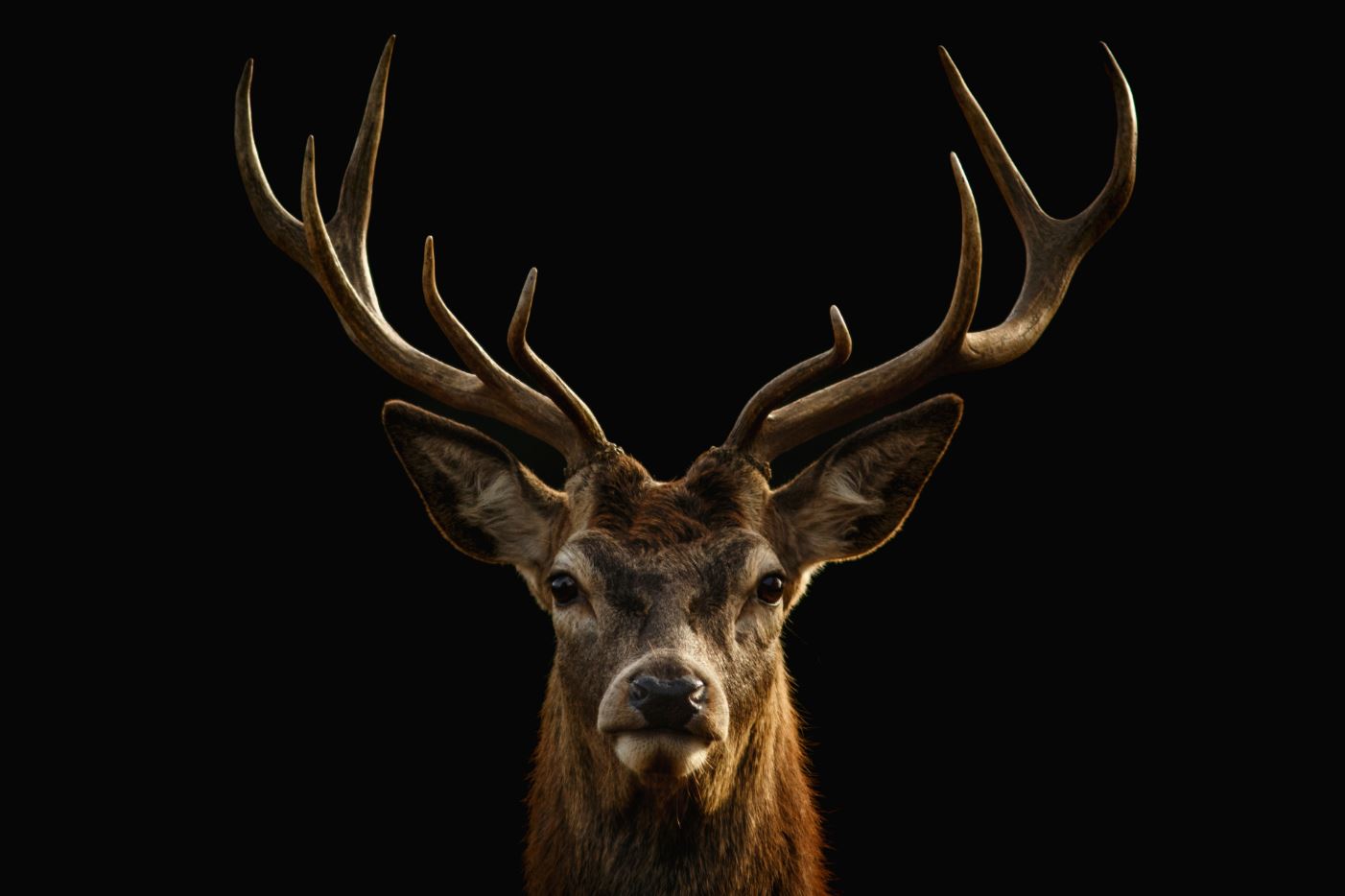 Deer Face Portrait Photograph Home Decor Premium Quality Poster Print Choose Your Sizes