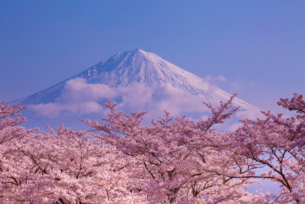 Trees & Mountain Scenery View Photograph Home Decor Premium Quality Poster Print Choose Your Sizes