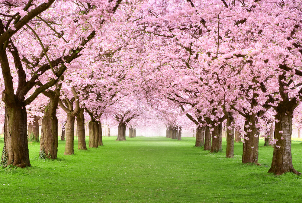 Road Between Pink Flowered Tree Raws Print 100% Australian Made